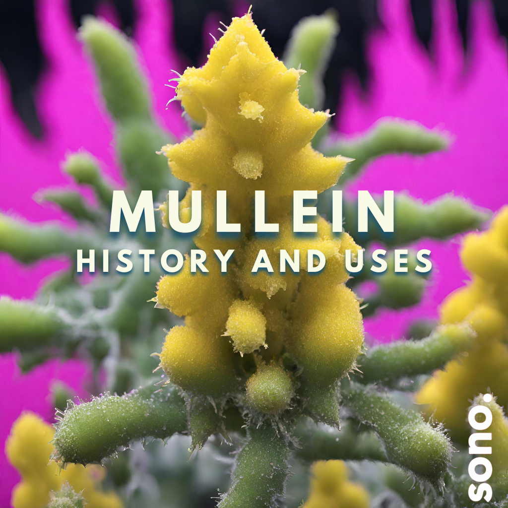 Mullein - History and Uses
